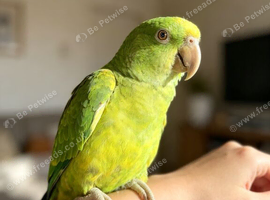 Yellow-naped amazon
