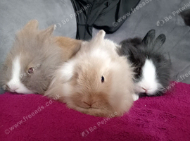 5 babys ready now