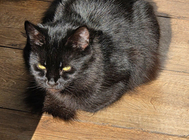 Beautiful black cat very affectionate and loving