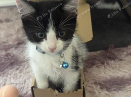 Tuxedo ragdoll mix - male