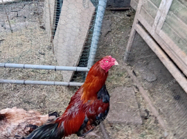 Aseel Rooster