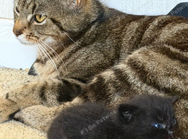 4 kittens for sale