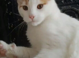 Sage a friendly boy kitten