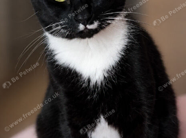 MISSING CAT - stockmoor Bridgwater Somerset - CASH REWARD for safe return