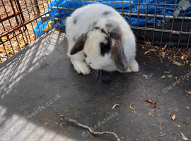Mini lop male