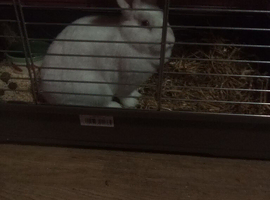 Rabbit