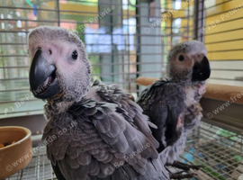 African Grey Baby