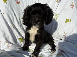 Cocker spaniel