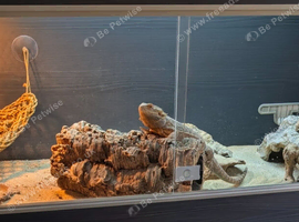 Bearded dragon