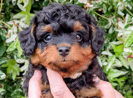 Gorgeous litter of F1 Pomapoo