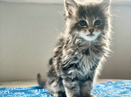 4 Beautiful Maine coon kittens!