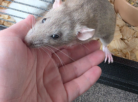 2 female rats