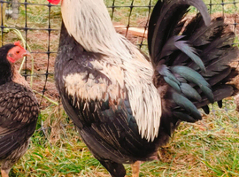 Old English game bantams cross Oxford x Carlisle