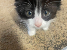 Fluffy black and white kitten