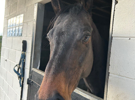 Thoroughbred Ex Racehorse