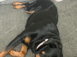 Gorgeous 5year old Rottweiler