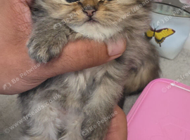 Chinchilla Persian kittens