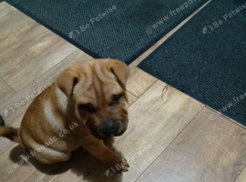 Shar =pei
