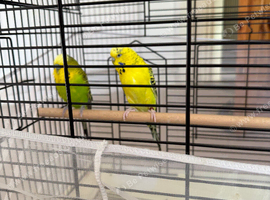 Pair of Adult budgie