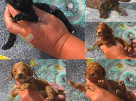 F1 small mini cockapoos various colours 30 dna health tested clear