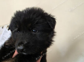 German shepherd puppies looking for forever home