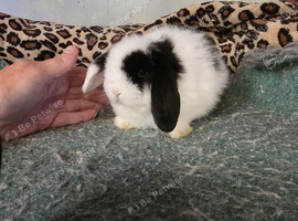 Stunning chunky girl doe ready now