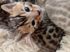 5 beautiful full breed bengal kits