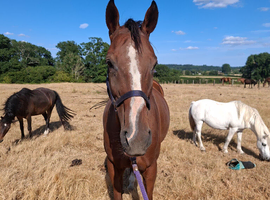 15.1 tb mare 10 year old