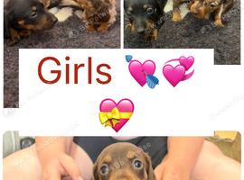 Miniature dachshund looking for her new home