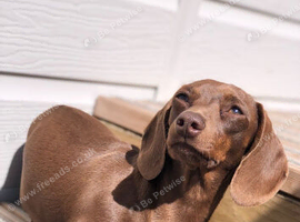 Kc Miniature chocolate and tan female