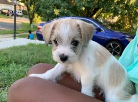 Gorgeous Schnauzer Puppies