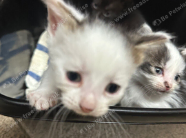 Beautiful Newborn Kittens &ndash; 4 Available