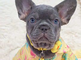 French bulldog