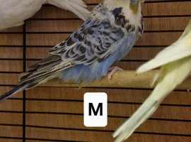 Budgies for rehome