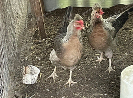 Cream Legbar hens
