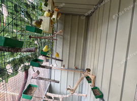 Job lot multiple breed of caneries