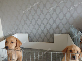 Labrador puppies