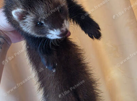 I jill kit