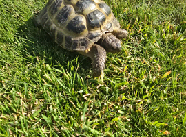 Russian tortoise