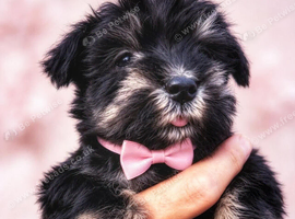 Miniature schnauzer k c reg