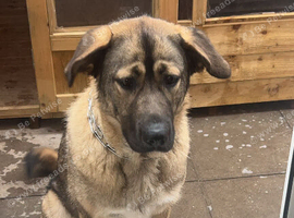 Puppy's due end of November