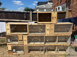 Budgie breeding cages