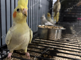 Various Stunning Baby Cockatiels