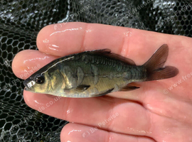 English Mirror Carp - Naturally raised - 2-3" in size