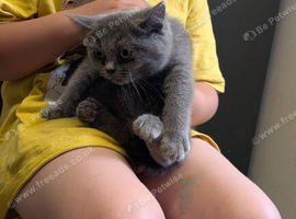 Persian x Ragdoll mix