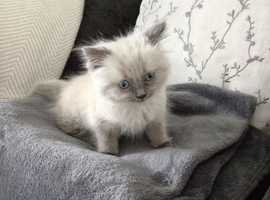 Pure Ragdoll boy 9wks old