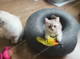 Adorable kittens ready to rehome