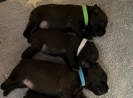 2 Boys available