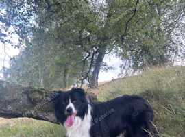 Beautiful Border Collie for stud near Forfar, Angus