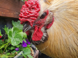 Rooster